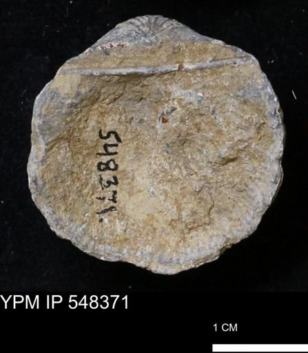 Stropheodonta navalis