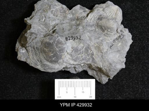 Athyris spiriferoides