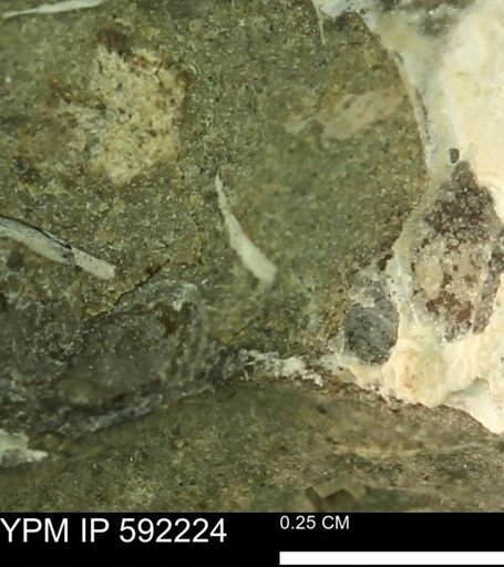undet. Bivalvia