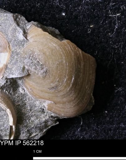 Limopsis striatopunctatus