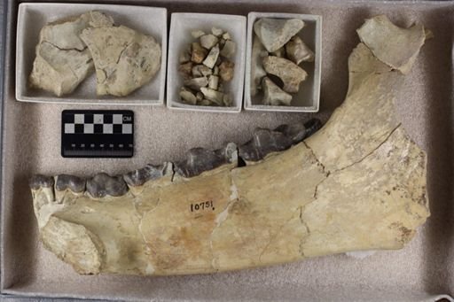 Titanotherium sp.