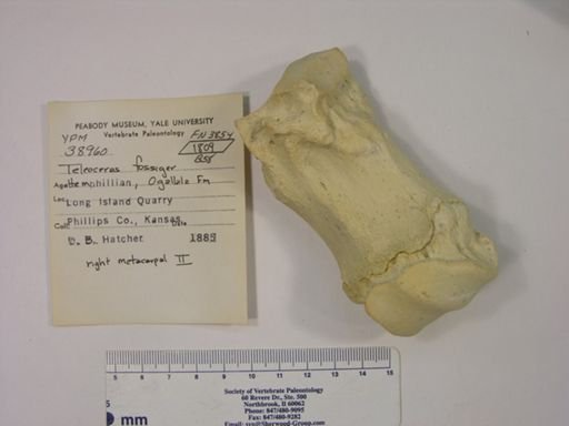 Teleoceras fossiger