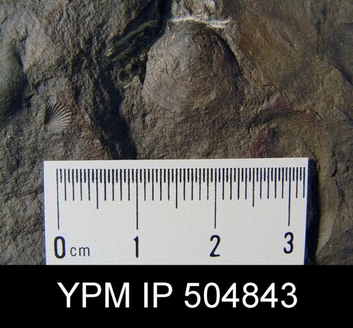 Schizobolus?