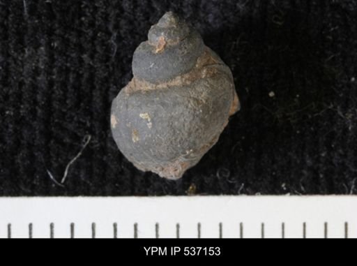 Viviparus montanaensis