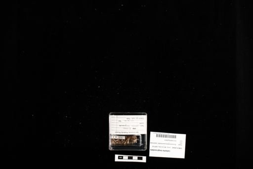 Latastia longicaudata