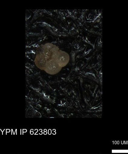 undet. Rugoglobigerinidae