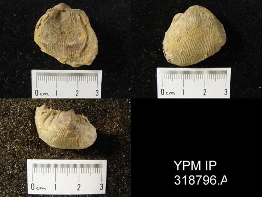 Linoproductus sp.