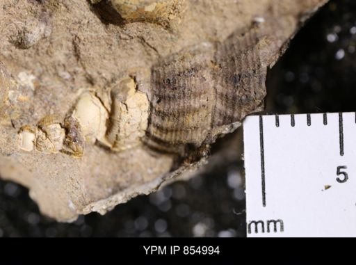 Drepanochilus sp.