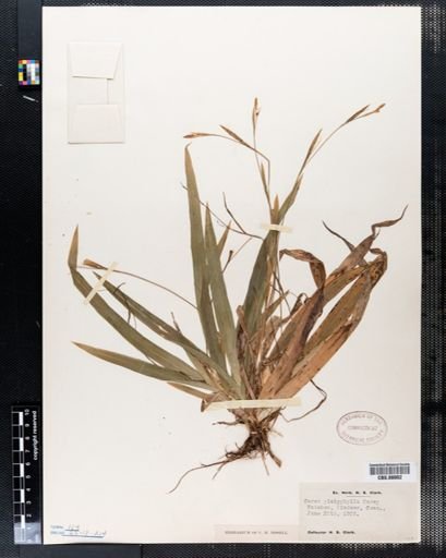 Carex platyphylla