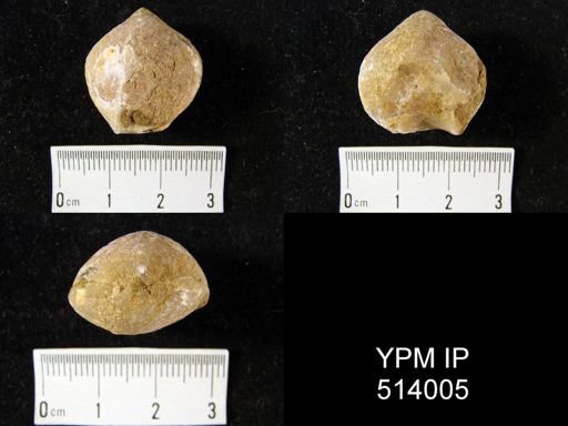 Camarophoria? purdoni
