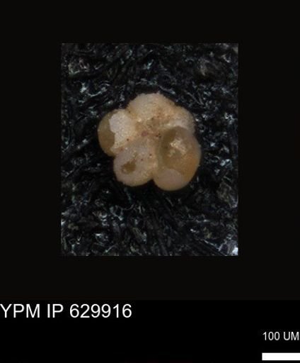 undet. Foraminiferida