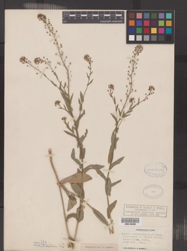 Neslia paniculata