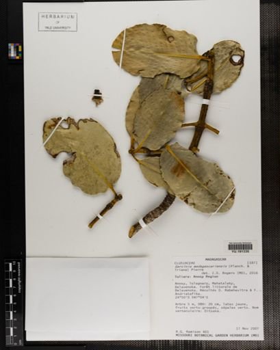 Plantae