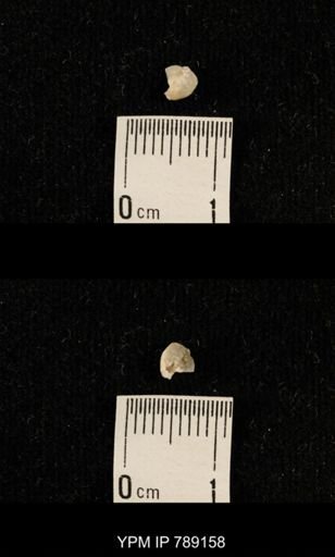 undet. Brachiopoda