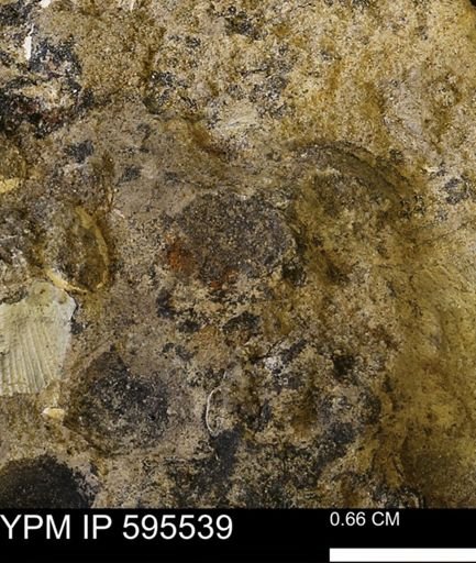 Protocardia sp.
