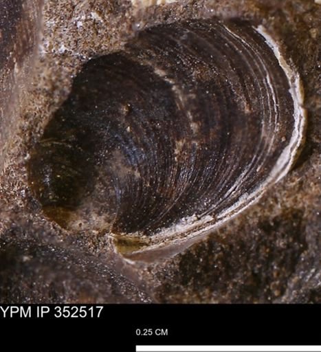 Limopsis striatopunctatus