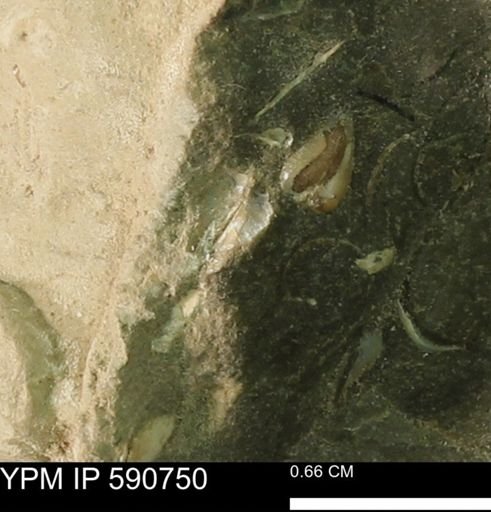 undet. Bivalvia