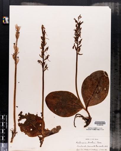 Habenaria
