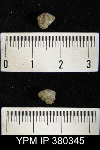 Spirifer crispus