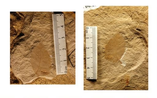 Ulmus paucidentata