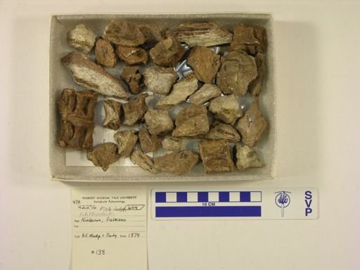 undet. Ichthyodectidae