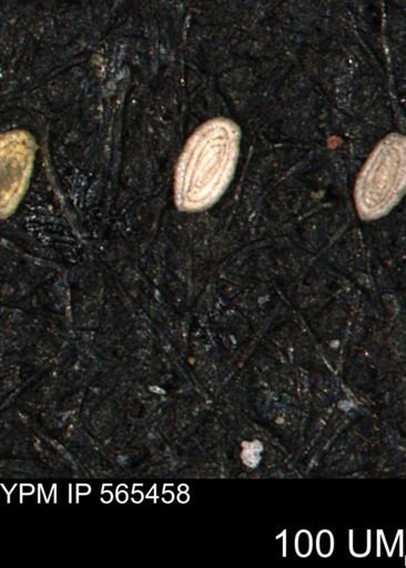 Spirolocammina planula