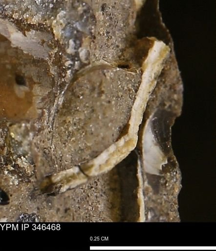 undet. Mollusca