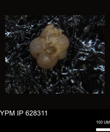 undet. Foraminiferida