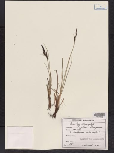 Carex