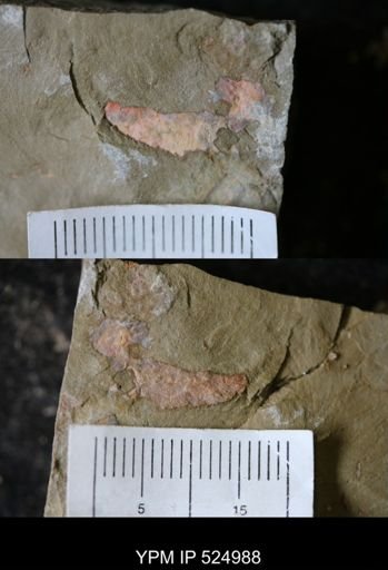Porifera?