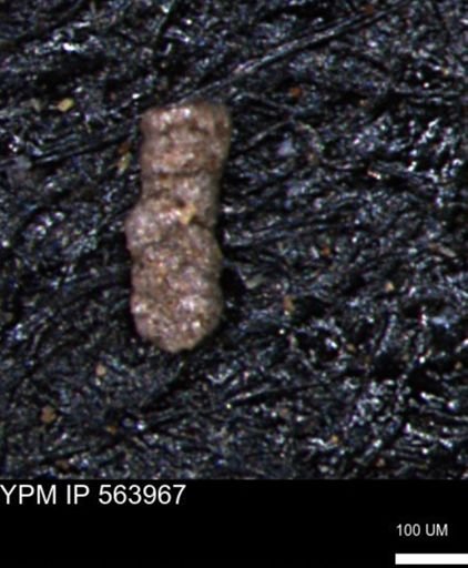 Ammobaculoides phaulus
