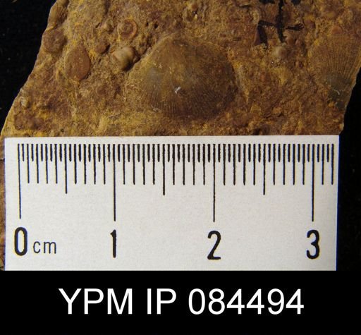 Parmorthis elegantula