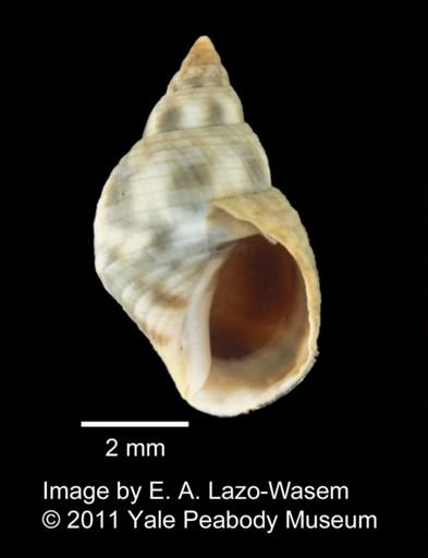 Planaxis sp.