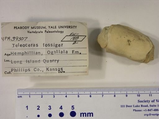 Teleoceras fossiger