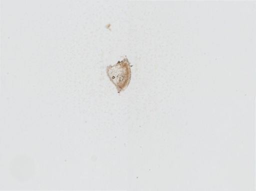 Crassostrea virginica