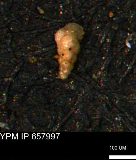 Verneuilinoides kansasensis