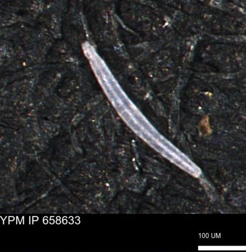 undet. Porifera