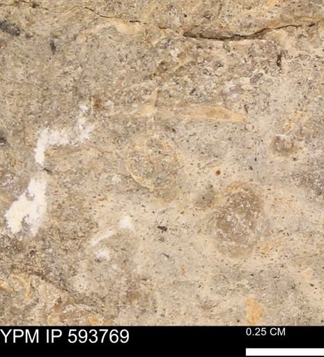 Baculites sp.