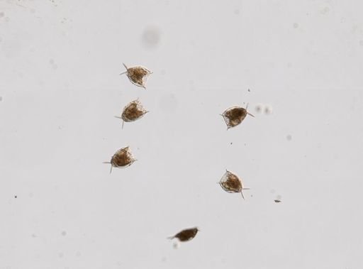 Lecane mucronata