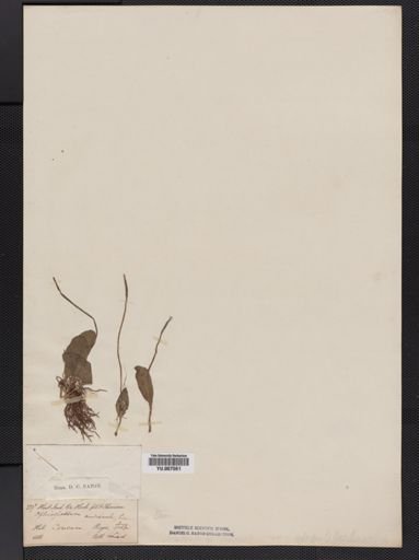 Ophioglossum