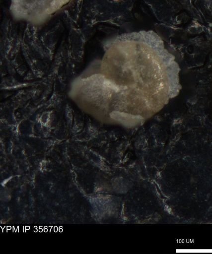 undet. Foraminiferida