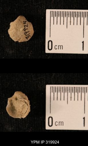 Ambocoelia planoconvexa