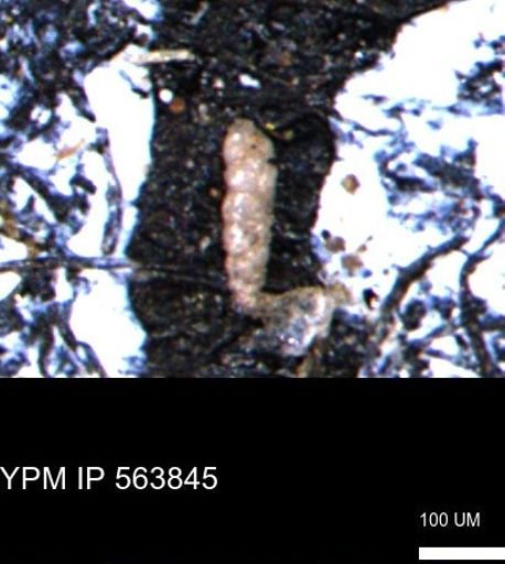 Verneuilinoides kansasensis