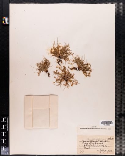 Juncus bufonius