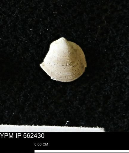 Limopsis striatopunctatus