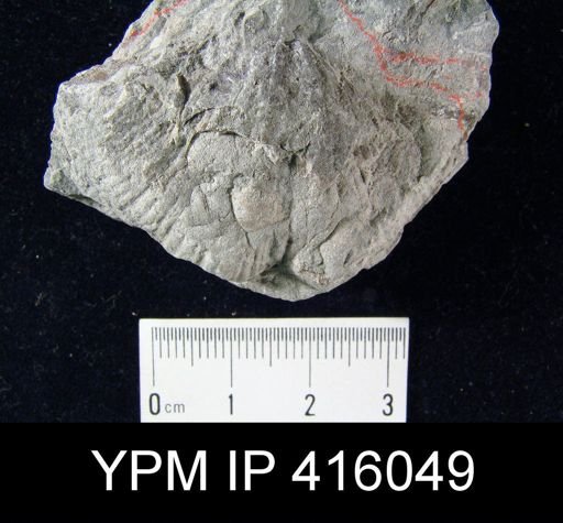 Spirifer cameratus