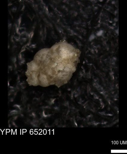 undet. Foraminiferida