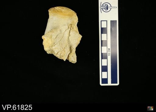 undet. Mosasauridae