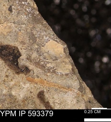 taxon undetermined