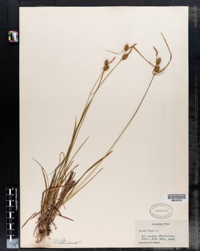 Carex flava